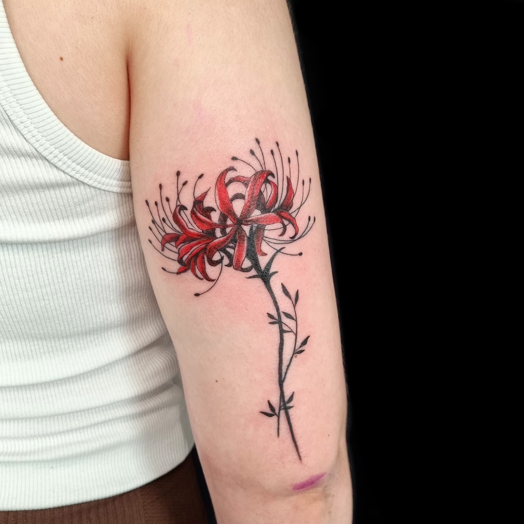 Japan spider lily